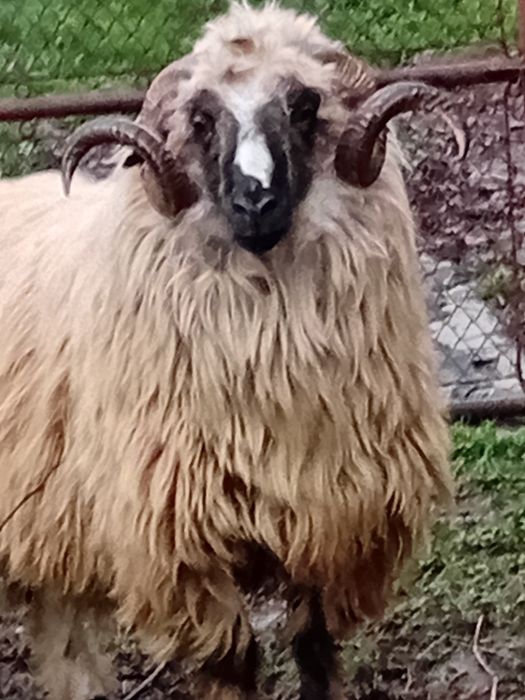 Berbec breaz  de Petrosani