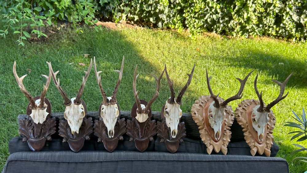 Trofee căprior cu panoplie