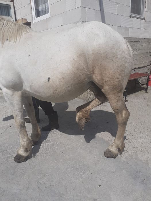 Iapă de vânzare gestanta