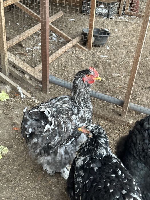 Кохинхин Белый иПолосатый