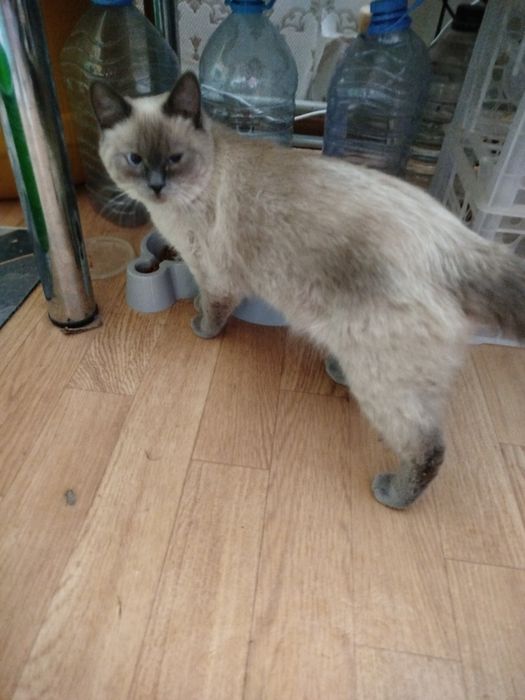 Отдам тайскую кошку