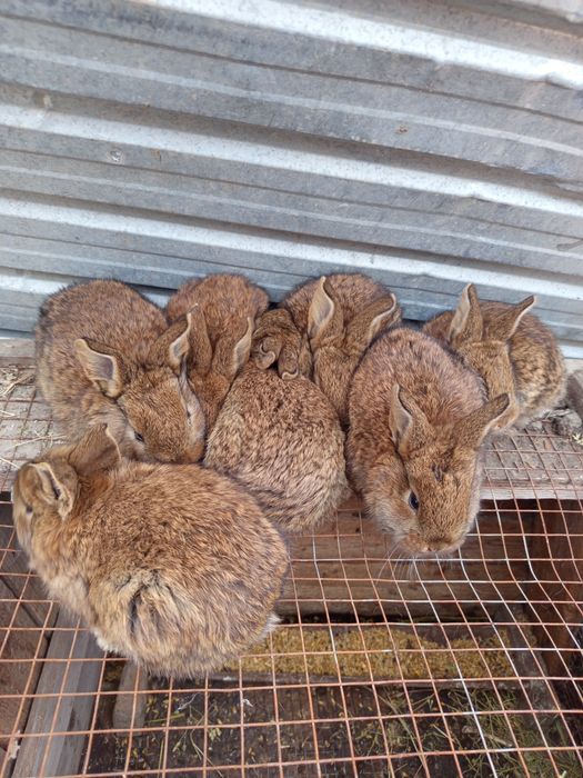 Продаётся кролики