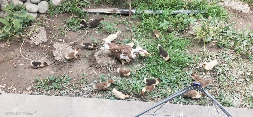 Срочно. Продам Индаутка