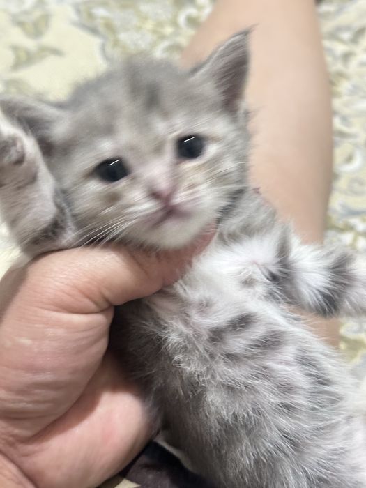 Продам котят. На хорошие руки