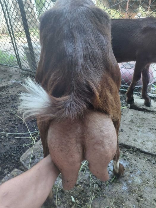 De vanzare relati la tel