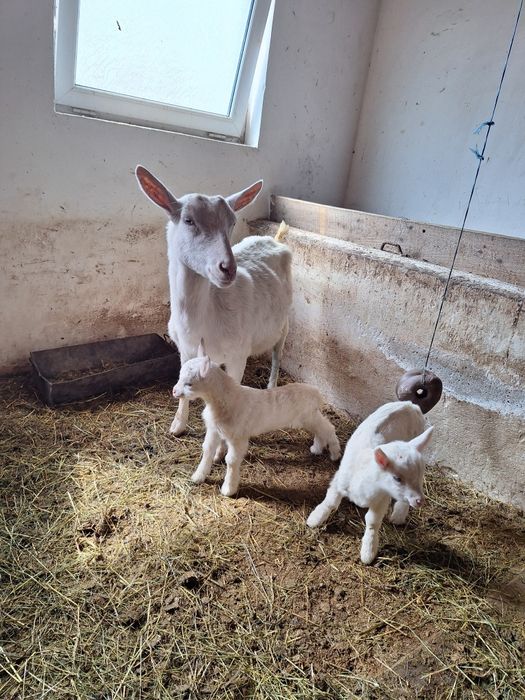 Vând capră Saanen prima fătare
