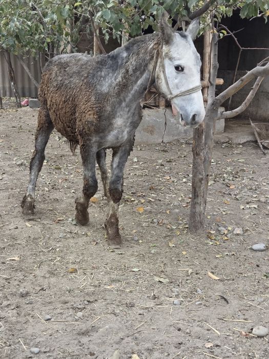 Сатылады тай линия