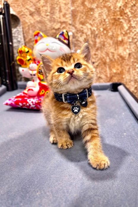 Продается крутой пацанчик красвчек