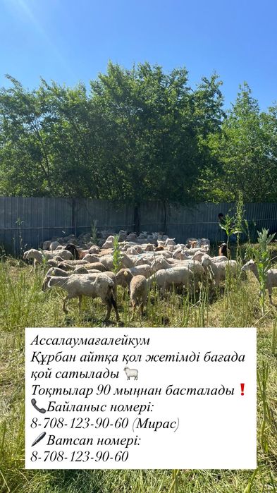 Қой, тоқты сатылады қол жетімді бағада. Құрбан айт қабыл болсын!