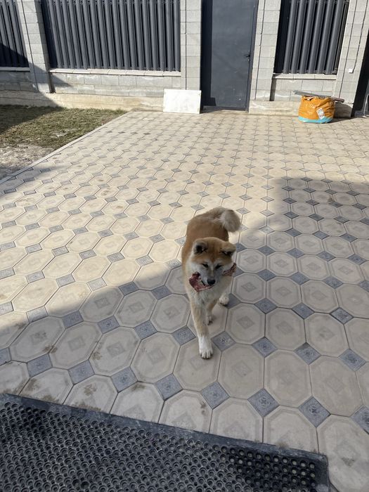 Собаки домашние животные