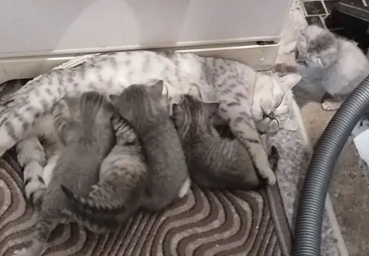 Шотландский скоттиш страйт