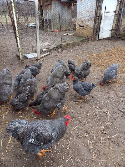 Ouă pentru incubat – Plymouth Rock Barat