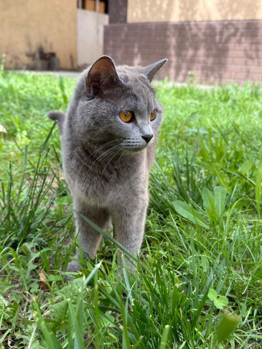 Кошка британская короткошерстная