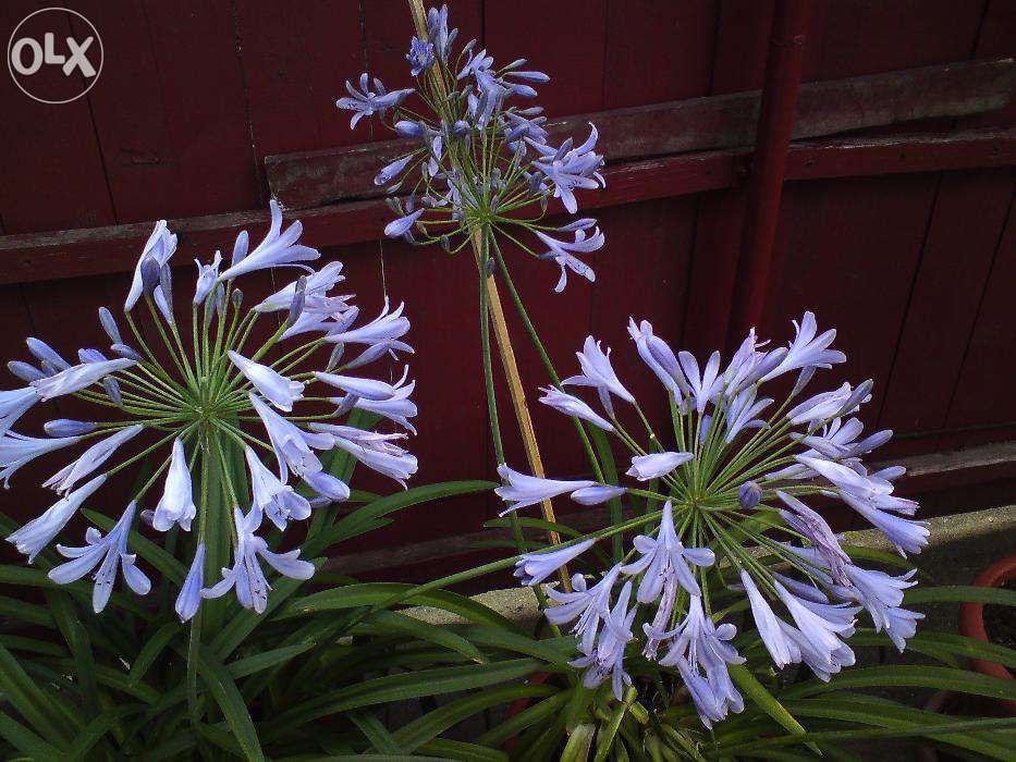 Crin african, Agapanthus (Lily of the Nile)