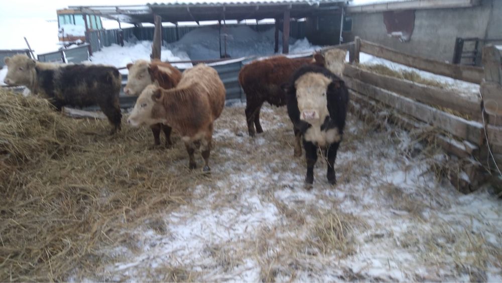 Продаются бычки.