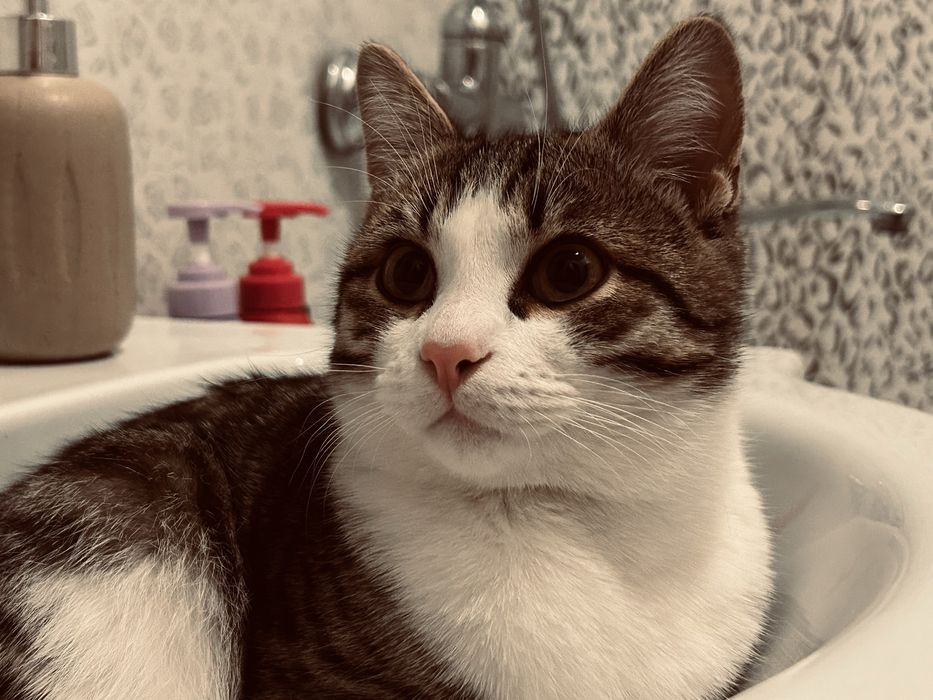 Отдадим в добрые руки!