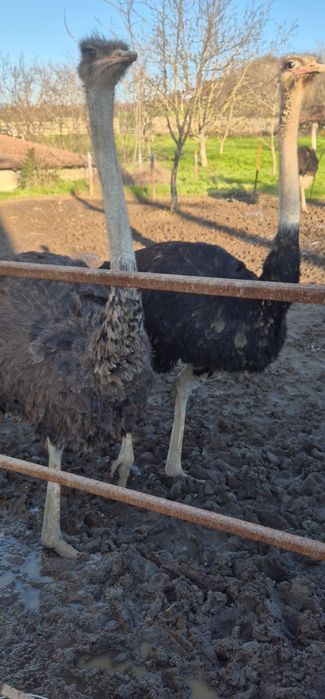 Vand struti 1 an si 4 luni