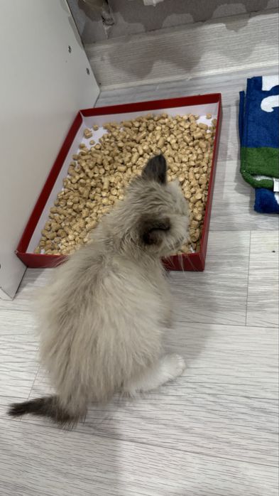 Кошка бесплатный Шымкент