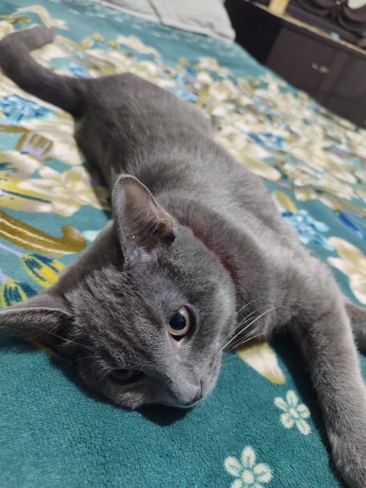 Уй мушуги сотилади