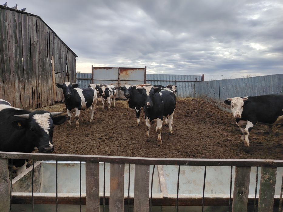 Продам быков 11 голов