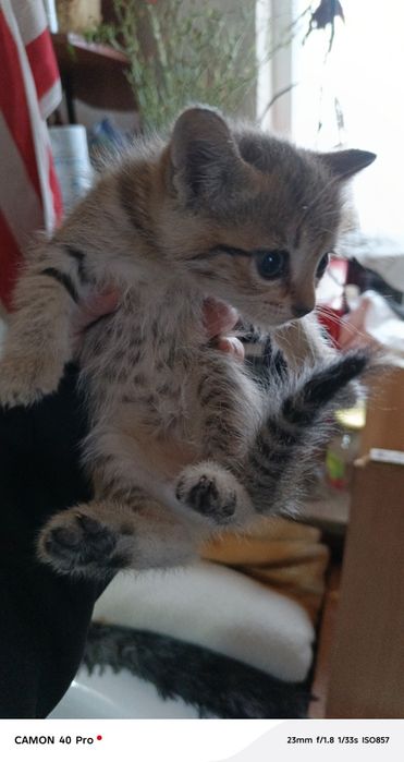 Котенок шатланский