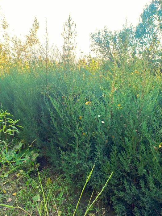 Арчалар хлма хил турдаги