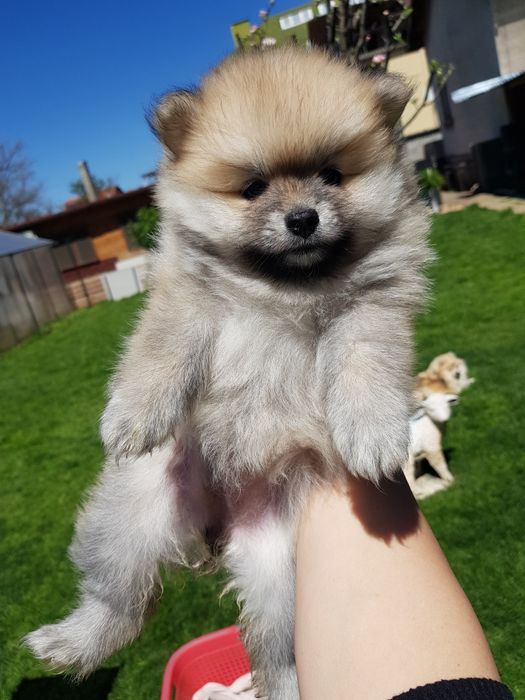 Померан померанчета Гр. София