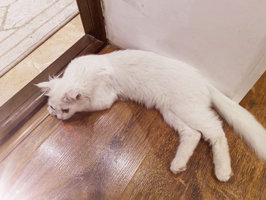 Котенок Турецкая ангора, девочка, 2,5 мес. Белая, желтоглазая, пуши