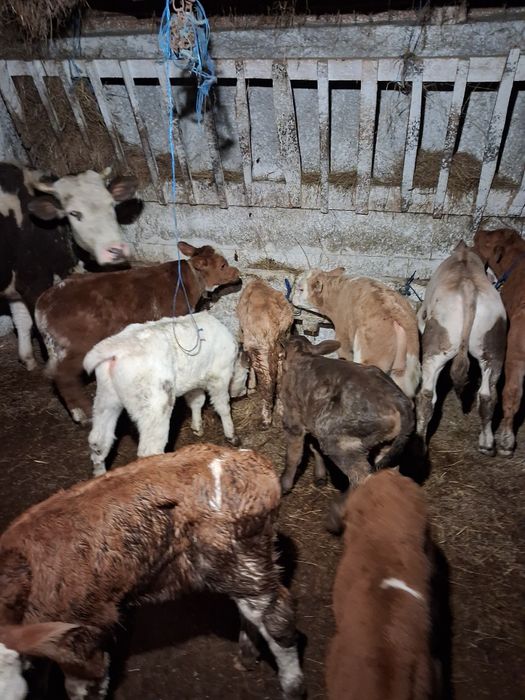 Vând taurasi baltati și belgieni