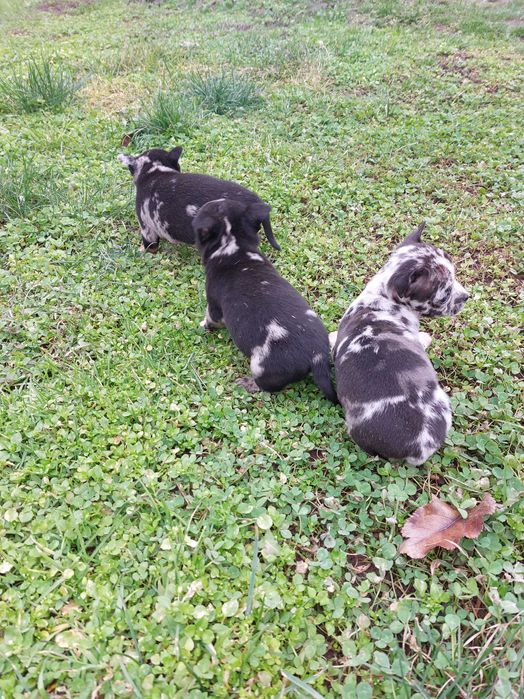 Пинчер уникат...