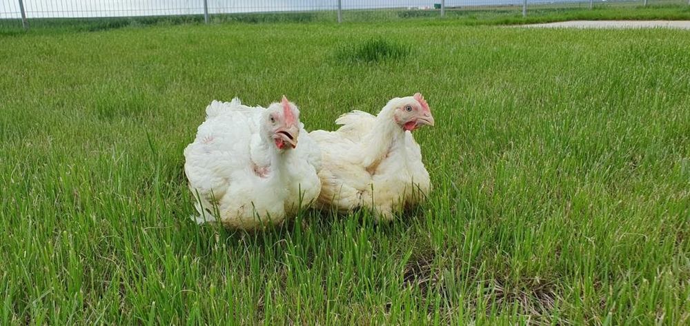 Pui albi de carne pui rasă mixtă rațe si găini Slatina • OLX.ro