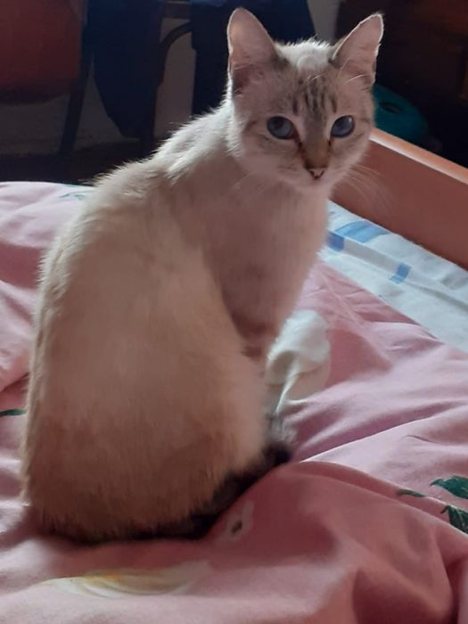 Котята бесплатно