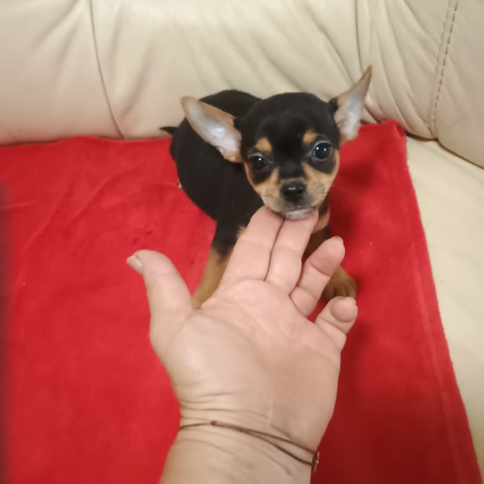 Băiețel Pinscher Pitic Toy