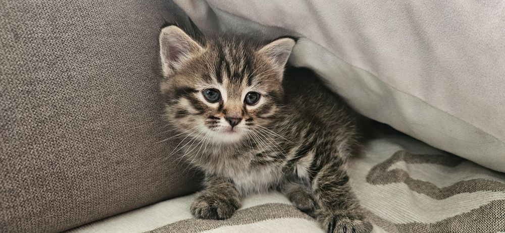 Котята обычной породы от замечательной кошки. Окрас превосходный!