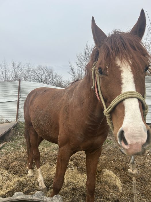 Араб пен Акалтеке шатыс