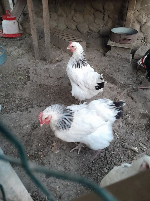 Oua pentru incubat Sussex