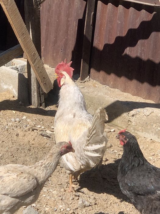 Кораз сатамын 4000тг