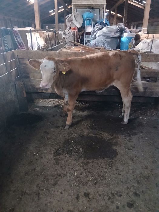 Vând vițeaua 4 luni
