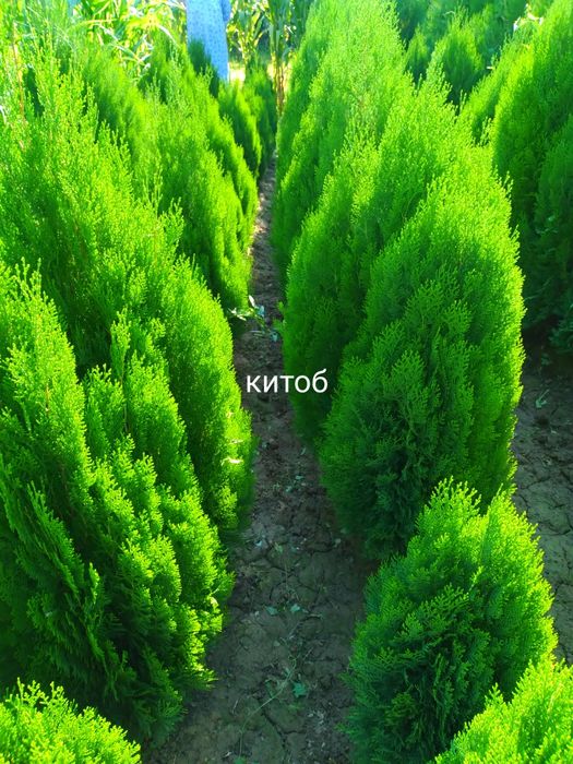 Китоб, туя конпак арчалар бор.  Яшл девор учун.