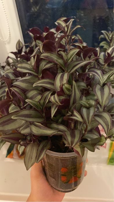 Домашняя рассада