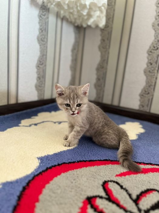 Пародасиi: скотч. Жинси:угил. Йоши: 1.5 ойлик. Исми: Барсик 
Жинси: уг