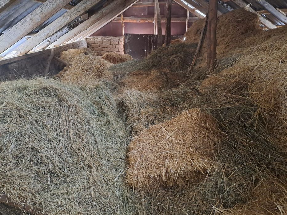 Шөп сатыладыыыыы