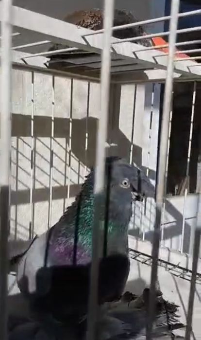 Продам голубей двух чубые сизые  жуки челкари