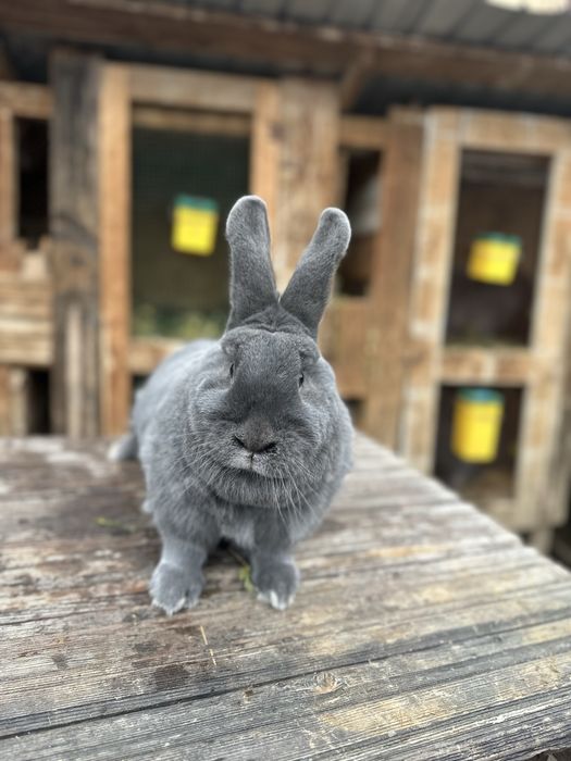 Iepuri albastru vienez