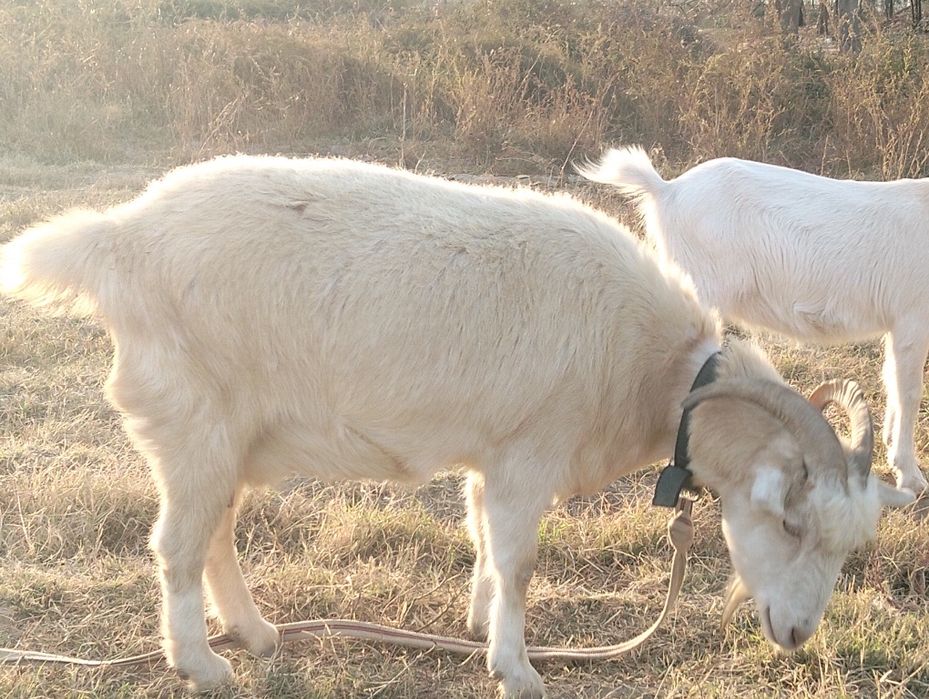 Порно лесбиянка транс және қыз