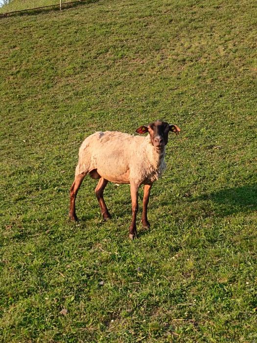 Rasa de carne suffolk