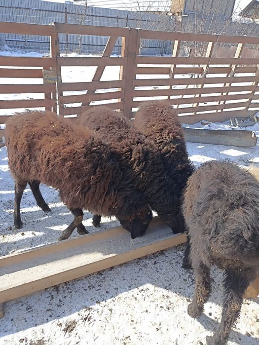 Тоқтылар сатылады