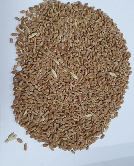 Зерноотходы.Сечка.Платный чат! Корма.