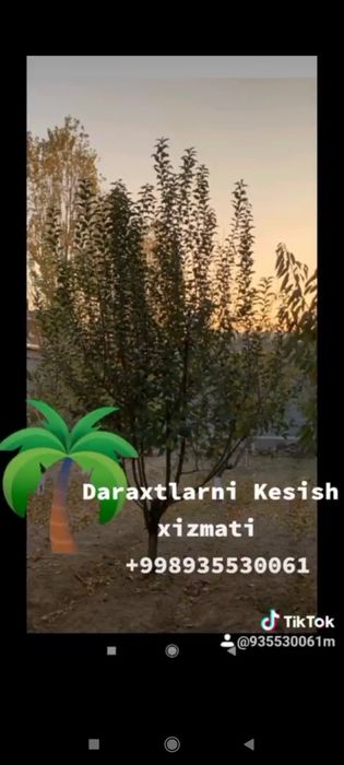 Daraxt kesish abrezka agranom