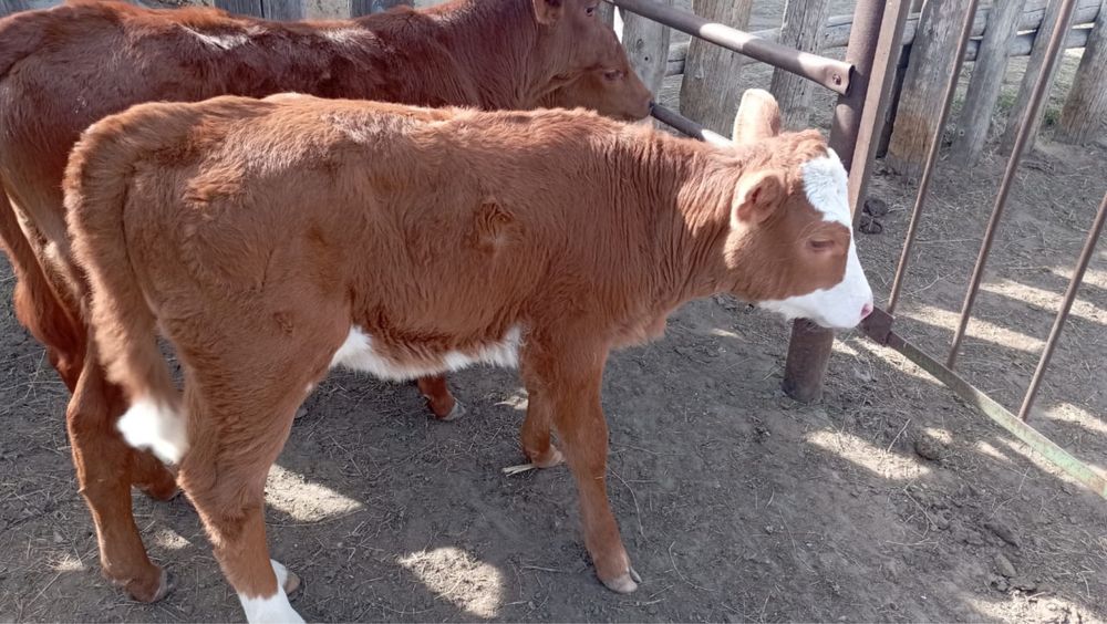 Продам двух месячного телочку